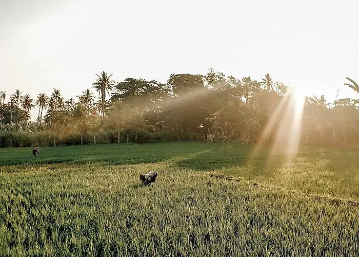 Rumi Bumi Lovina - A For Unhurried Days